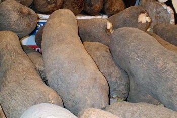 Yam specie cultivated in West Africa